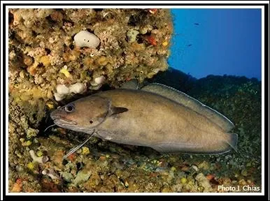 Comment se nomme ce poisson ?