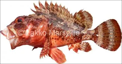 Comment se nomme ce poisson ?