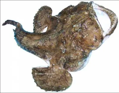 Comment ce nomme ce poisson ?