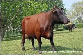 Quelle est cette race ?