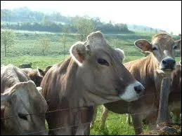 Quelle est cette race ?