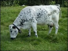 Quelle est cette race ?