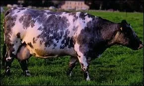 Quelle est cette race ?