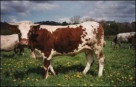 Quelle est cette race ?