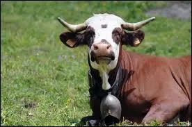 Quelle est cette race ?