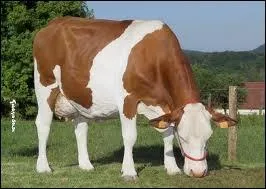 Quelle est cette race ?