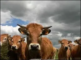 Quelle est cette race ?