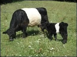 Quelle est cette race ?