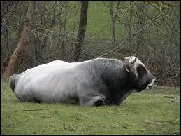 Quelle est cette race ?