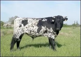 Quelle est cette race ?