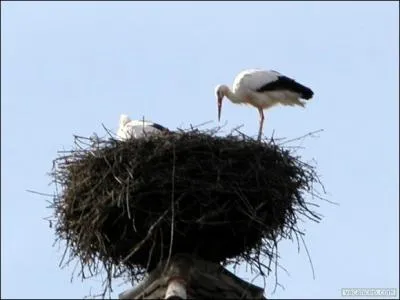 La cigogne se plat  Kayserberg depuis le programme de rintroduction mis en place dans les annes 70. Vous pourrez facilement la voir survoler la ville et entendre son...