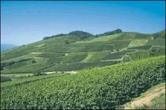 Kaysersberg est blottie au coeur du vignoble alsacien. On dit que c'est ici que furent plants les premiers pieds du cpage tokay, rapports de la ville de Tokaj en :