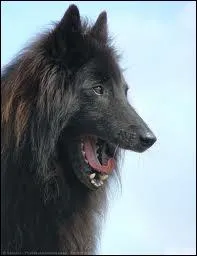 Quelle est la race de ce chien ?