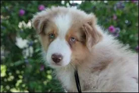 Quelle est la race de ce chien ?