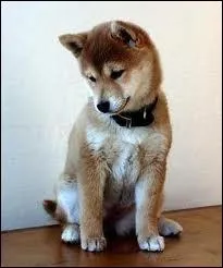 Quelle est la race de ce chien ?