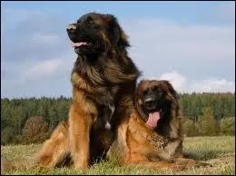 Quelle est la race de ce chien ?