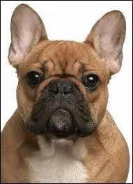 Quelle est la race de ce chien ?