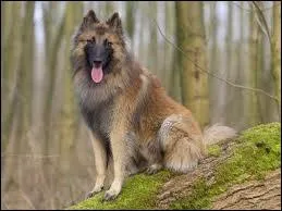 Quelle est la race de ce chien ?