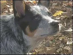 Quelle est la race de ce chien ?