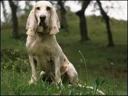 Quelle est la race de ce chien ?