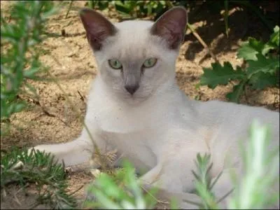 Le tonkinois est un chat issu initialement du mariage d'un ?