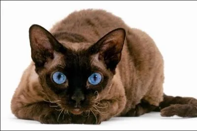 Je suis un chat originaire de l'Angleterre, ma fourure est entirement boucle mais pas trs paisse, ce qui me rend un peu frileux. Je suis le ?