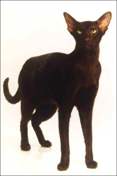 Je suis d'origine britannique. Mon nom offre deux origines possibles. Soit il vient des cigares de la havane, soit d'une race de lapin du mme nom. Je suis le ?