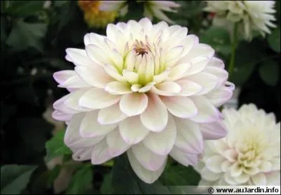 Quelle est cette fleur qui fleurit de juin jusqu'aux geles ?