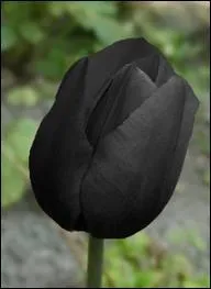 Dans le roman d'Alexandre Dumas  La tulipe noire , qui est ce mdecin converti  l'horticulture qui rve de confectionner cette tulipe noire ?