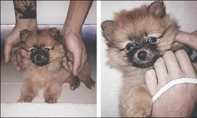 Comment s'appelle le chien de Zerrie ?