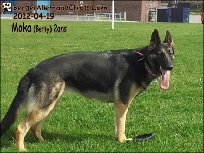 Nous avons l un chien-loup de Saarloos :