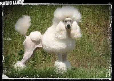 Ceci est un caniche standard :