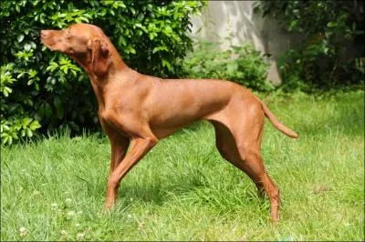 S'agit-il d'un braque de Weimar ou d'un braque hongrois ?