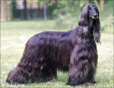 Ceci est un lvrier persan :