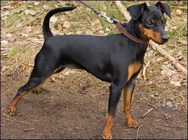 Ceci est un chihuahua :