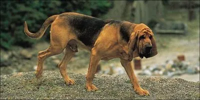 Diriez-vous qu'il s'agit d'un chien de Saint-Hubert ?