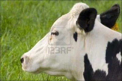 Si cette vache tait un cheval, elle serait de robe... .