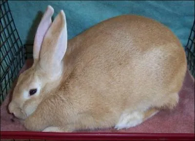 Et pour ce lapin ?