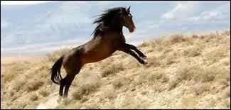 Quelle est la robe de ce cheval ?