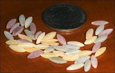 Ptes en forme de grains de riz, connues sous le nom de  risoni .