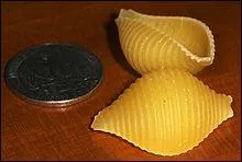 Celles-ci ont la forme des coquillages. Quel nom portent-elles ?