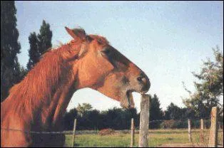 Sûrement aussi stupide qu'inutile ! Le "tic-en-l'air" était un geste gracieux. Qui en abusait ?