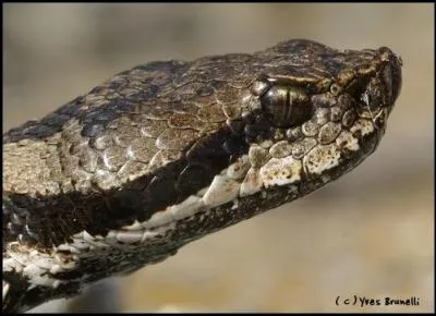 La zoologie ne paraissait pas être une science exacte, à cette époque ! Comment venait au monde le coeur-de-vipère ?