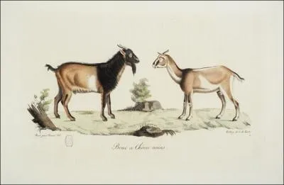 On sait bien à quel point le bouc éprouve de l'amour pour la chèvre. Le mot qui qualifiait alors cette attirance a de quoi laisser songeur !