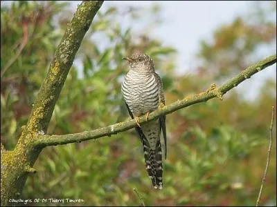 L'amphisbène possèdait de curieuses propriétés dont nous parle Pline l'Ancien dans "Histoire naturelle" : Cet animal sort de son engourdissement au chant du coucou. La femme enceinte doit le craindre.