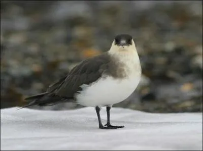 C'est un oiseau classé dans la catégorie des mouettes, et qui mangeait le poisson rejeté par la petite mouette cendrée qu'il poursuivait.