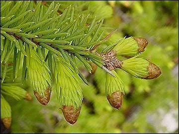 Comment s'appelle cette boisson fates  partir de bourgeons d'pica aussi appele sapinette ?