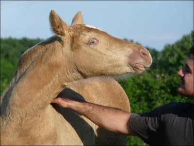 Quelle est la robe de ce poulain ?