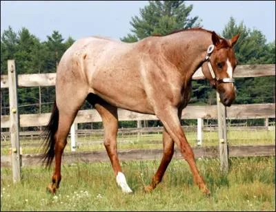 Quelle est la robe de ce cheval ?