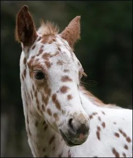 Quelle est la robe de ce poulain ?